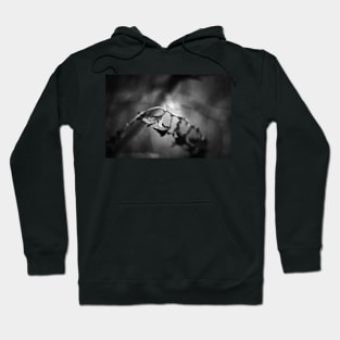 Out of the Shadows Hoodie